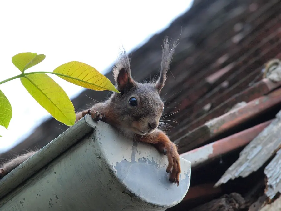 Squirrel climbing out of an open gutter